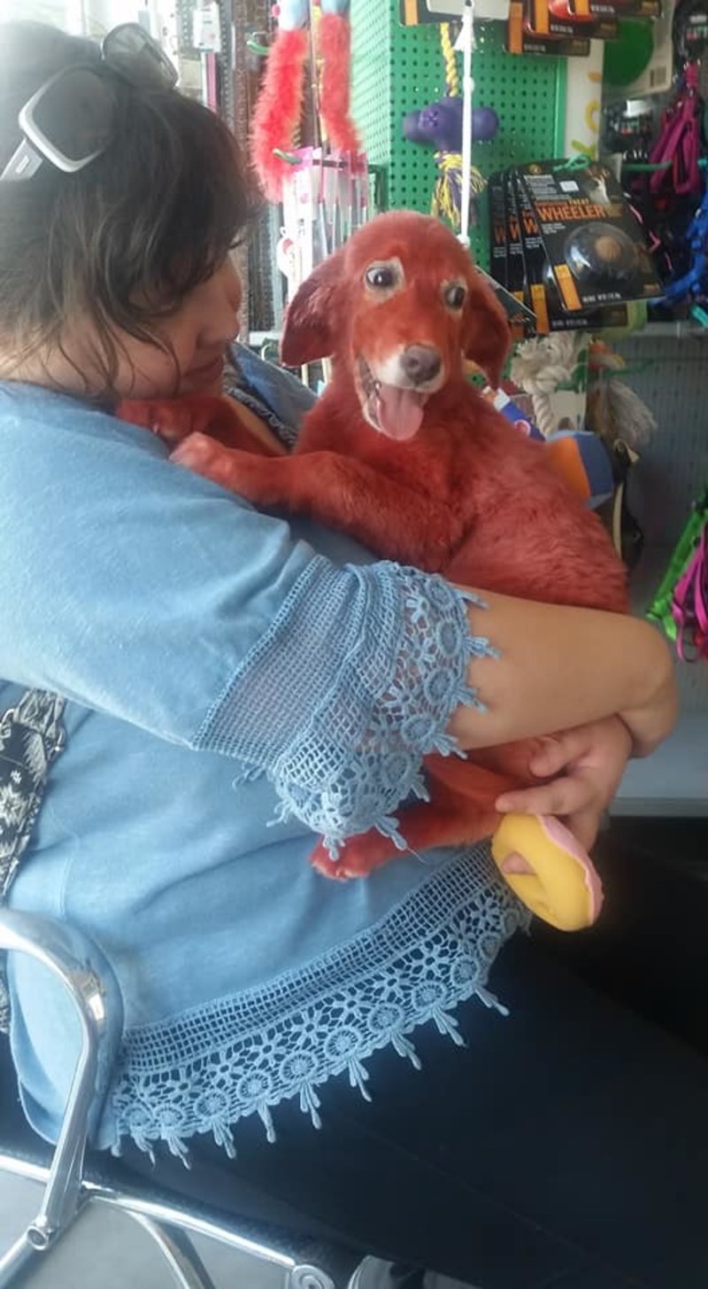 Υιοθετήθηκε το κουτάβι που είχαν βάψει με κόκκινη μπογιά [εικόνες & βίντεο] | iefimerida.gr 0