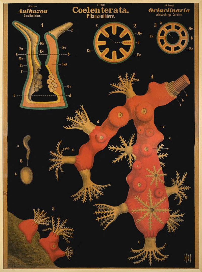 Στο Γενί Τζαμί οι πίνακες που μάθαιναν ζωολογία οι μαθητές τον 19ο αιώνα [εικόνες] | iefimerida.gr 0