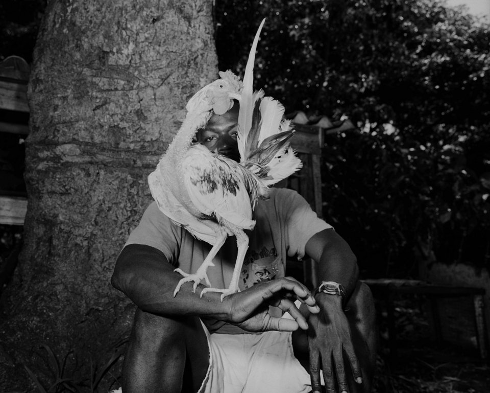 Κοκόρια ποζάρουν στο φακό -Στα άδυτα του βάρβαρου κόσμου των κοκορομαχιών [εικόνες] | iefimerida.gr 0