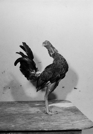 Κοκόρια ποζάρουν στο φακό -Στα άδυτα του βάρβαρου κόσμου των κοκορομαχιών [εικόνες] | iefimerida.gr 2