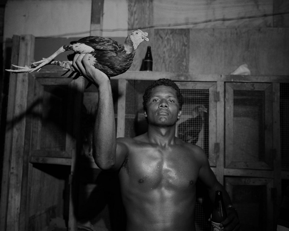 Κοκόρια ποζάρουν στο φακό -Στα άδυτα του βάρβαρου κόσμου των κοκορομαχιών [εικόνες] | iefimerida.gr 3