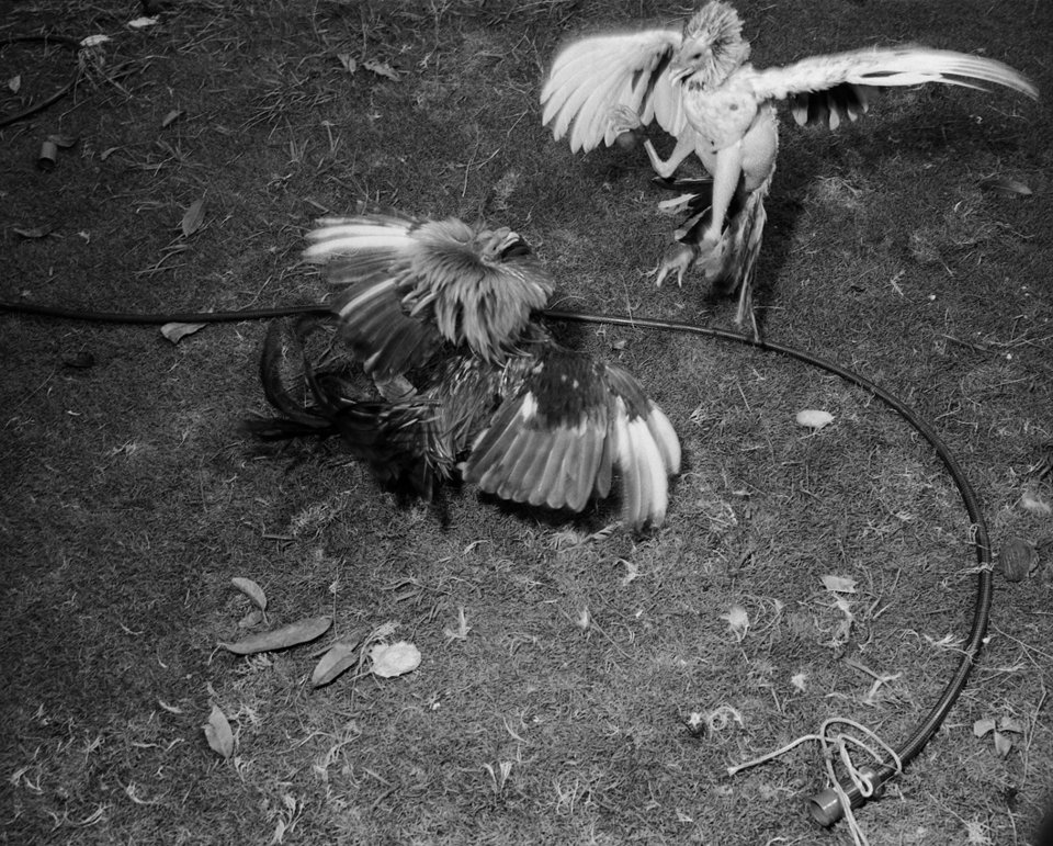 Κοκόρια ποζάρουν στο φακό -Στα άδυτα του βάρβαρου κόσμου των κοκορομαχιών [εικόνες] | iefimerida.gr 4