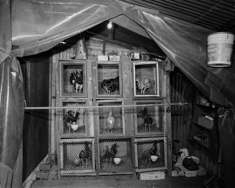 Κοκόρια ποζάρουν στο φακό -Στα άδυτα του βάρβαρου κόσμου των κοκορομαχιών [εικόνες] | iefimerida.gr 5