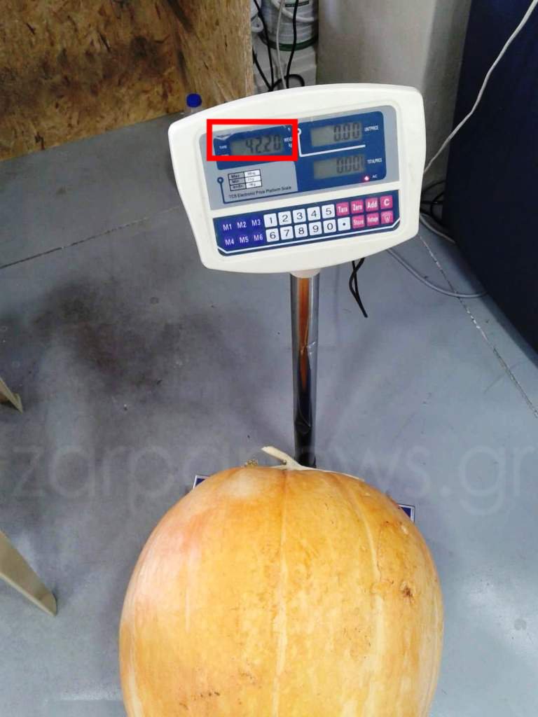 Κολοκύθα-γίγας στα Χανιά -Ζυγίζει πάνω από 42 κιλά [εικόνες] | iefimerida.gr 0