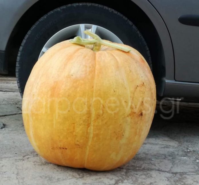 Κολοκύθα-γίγας στα Χανιά -Ζυγίζει πάνω από 42 κιλά [εικόνες] | iefimerida.gr 1