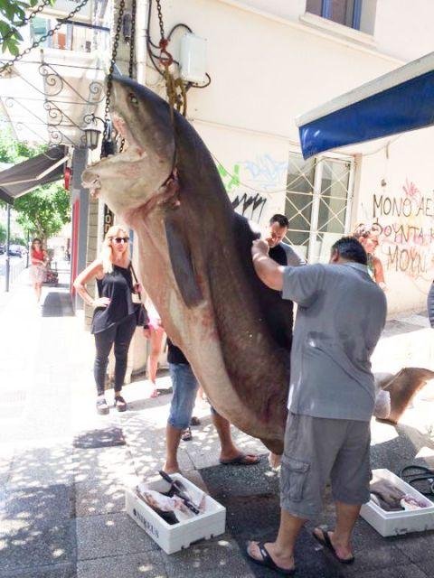 Ψαράδες έπιασαν καρχαρία 300 κιλών στην Κεφαλονιά! [εικόνες] | iefimerida.gr 2