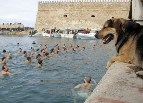 Τετράποδος βουτηχτής στην Κρήτη -Γνωστό αδέσποτο του Ηρακλείου «έπεσε για το Σταυρό» [εικόνες] | iefimerida.gr 0