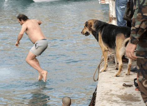 Τετράποδος βουτηχτής στην Κρήτη -Γνωστό αδέσποτο του Ηρακλείου «έπεσε για το Σταυρό» [εικόνες] | iefimerida.gr 1