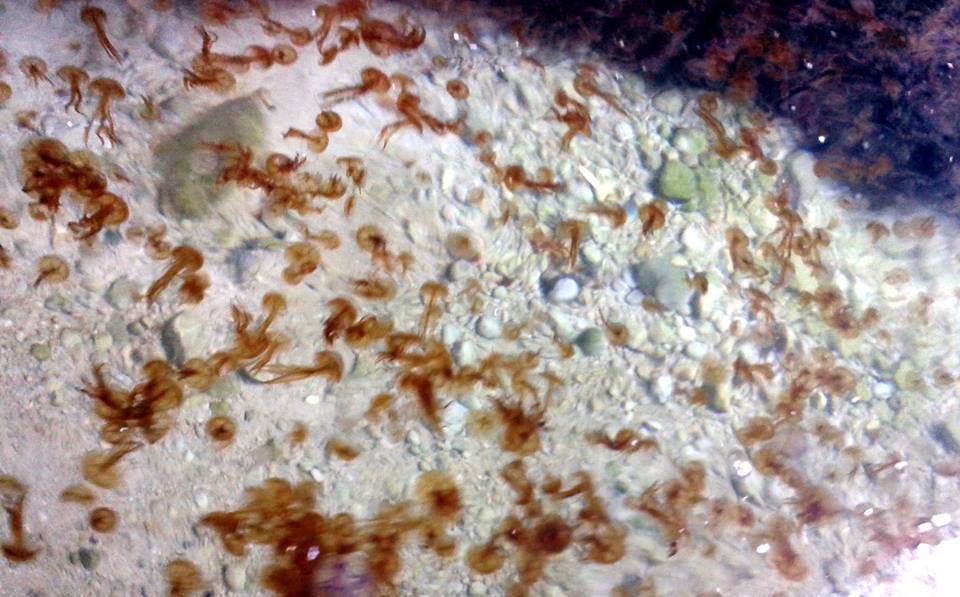 Τσούχτρες έκαναν ήδη την εμφάνισή τους στον Κορινθιακό [εικόνες] | iefimerida.gr 0