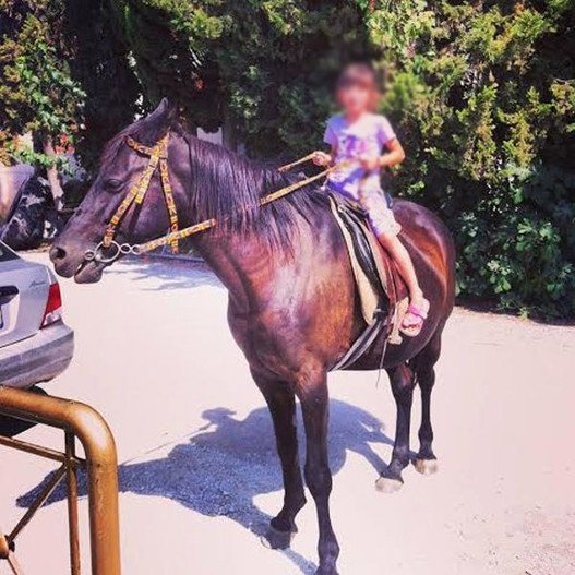 Τραγωδία στο Βόλο: 7χρονη έπεσε από άμαξα και σκοτώθηκε -Πώς συνέβη το δυστύχημα [εικόνες] | iefimerida.gr 1