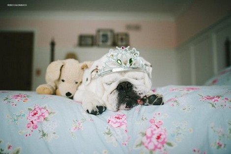 Η ιστορία αγάπης μιας πιτσιρίκας και ενός μπουλντόγκ που ξελιγώνει -Ο σκύλος με τα στέμματα, τα φουρό και τα κολιέ [εικόνες] | iefimerida.gr 9