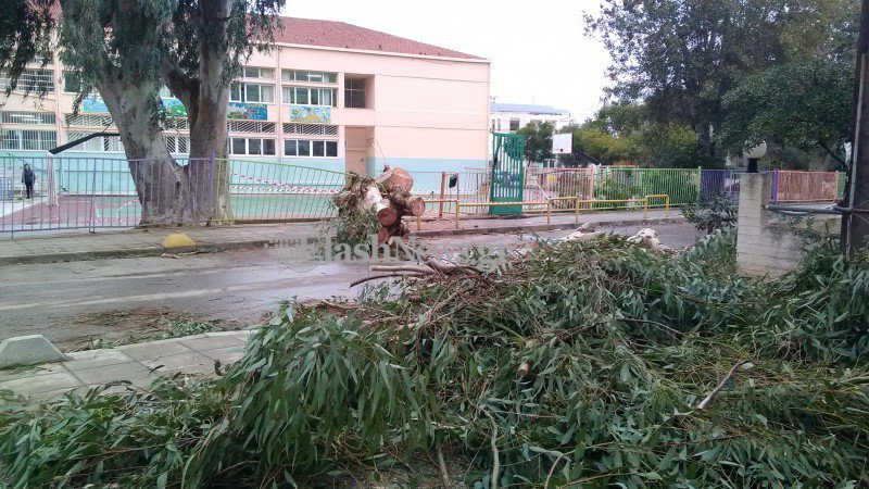 Χανιά: Ευκάλυπτος έπεσε από τον αέρα και διέλυσε είσοδο σχολείου [εικόνες]  | iefimerida.gr 3