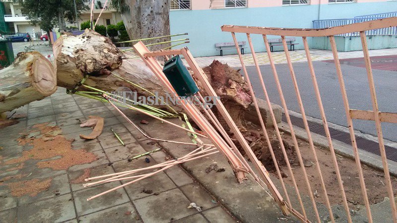 Χανιά: Ευκάλυπτος έπεσε από τον αέρα και διέλυσε είσοδο σχολείου [εικόνες]  | iefimerida.gr 1