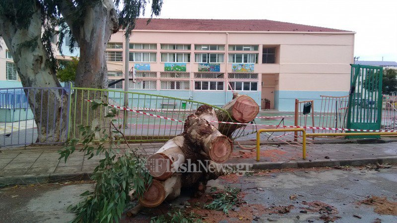 Χανιά: Ευκάλυπτος έπεσε από τον αέρα και διέλυσε είσοδο σχολείου [εικόνες]  | iefimerida.gr 0