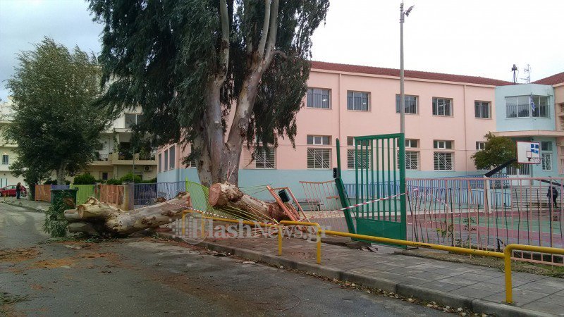 Χανιά: Ευκάλυπτος έπεσε από τον αέρα και διέλυσε είσοδο σχολείου [εικόνες]  | iefimerida.gr 2