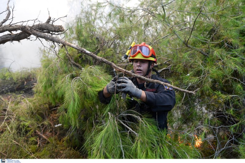 Καπανδρίτι: Πυροσβέστης σώζει μικρό πτηνό λίγα μέτρα μακριά από το μέτωπο της φωτιάς [εικόνες] | iefimerida.gr 0