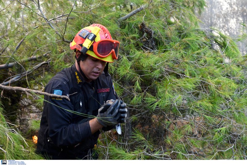 Καπανδρίτι: Πυροσβέστης σώζει μικρό πτηνό λίγα μέτρα μακριά από το μέτωπο της φωτιάς [εικόνες] | iefimerida.gr 1