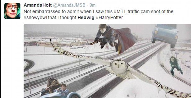 Κουκουβάγια «παίζει» με την κάμερα - Ξετρέλανε μέχρι και τον υπουργό Μεταφορών στον Καναδά [εικόνες] | iefimerida.gr 3