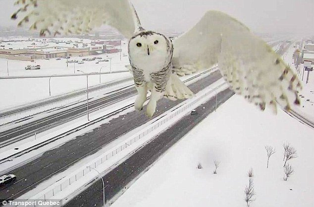 Κουκουβάγια «παίζει» με την κάμερα - Ξετρέλανε μέχρι και τον υπουργό Μεταφορών στον Καναδά [εικόνες] | iefimerida.gr 1