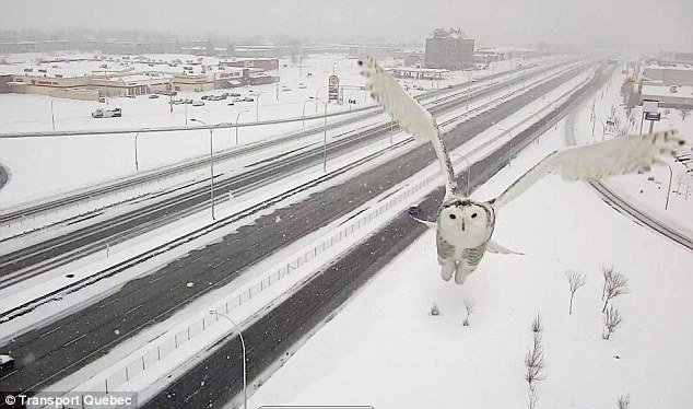 Κουκουβάγια «παίζει» με την κάμερα - Ξετρέλανε μέχρι και τον υπουργό Μεταφορών στον Καναδά [εικόνες] | iefimerida.gr 2