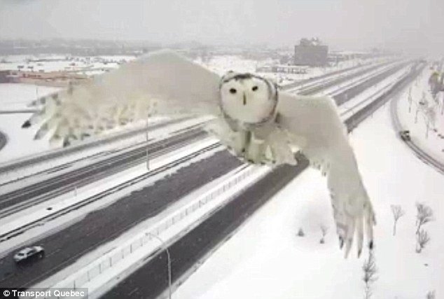 Κουκουβάγια «παίζει» με την κάμερα - Ξετρέλανε μέχρι και τον υπουργό Μεταφορών στον Καναδά [εικόνες] | iefimerida.gr 0