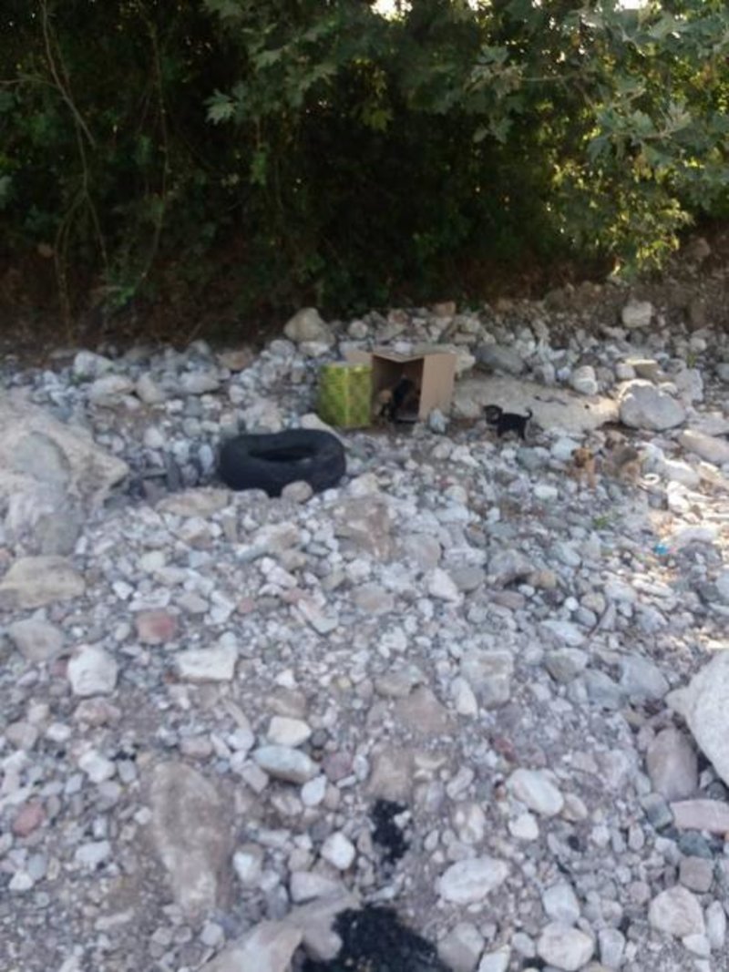 Αχαΐα: Πέταξαν κουτάβια σε ποτάμι για να πνιγούν -Σοκαριστικές εικόνες | iefimerida.gr 2