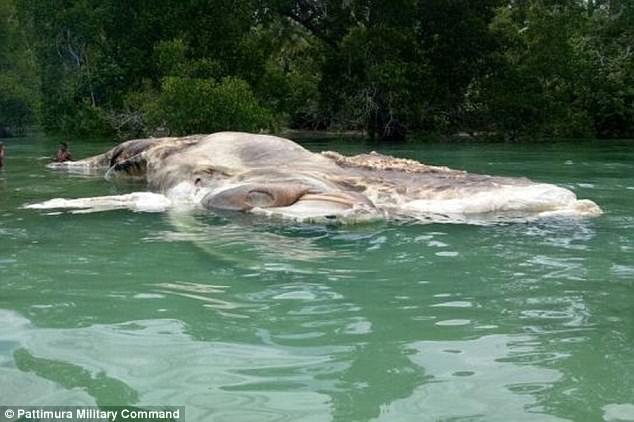 Τεράστιο, μυστηριώδες πλάσμα ξεβράστηκε στην ακτή των Φιλιππίνων [εικόνες] | iefimerida.gr 2