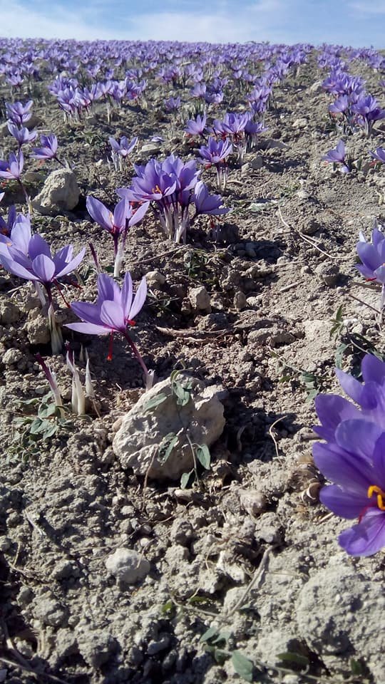 Ξεκίνησε η συγκομιδή του κρόκου-Τα πρώτα λουλούδια στα χωράφια [εικόνες] | iefimerida.gr 0