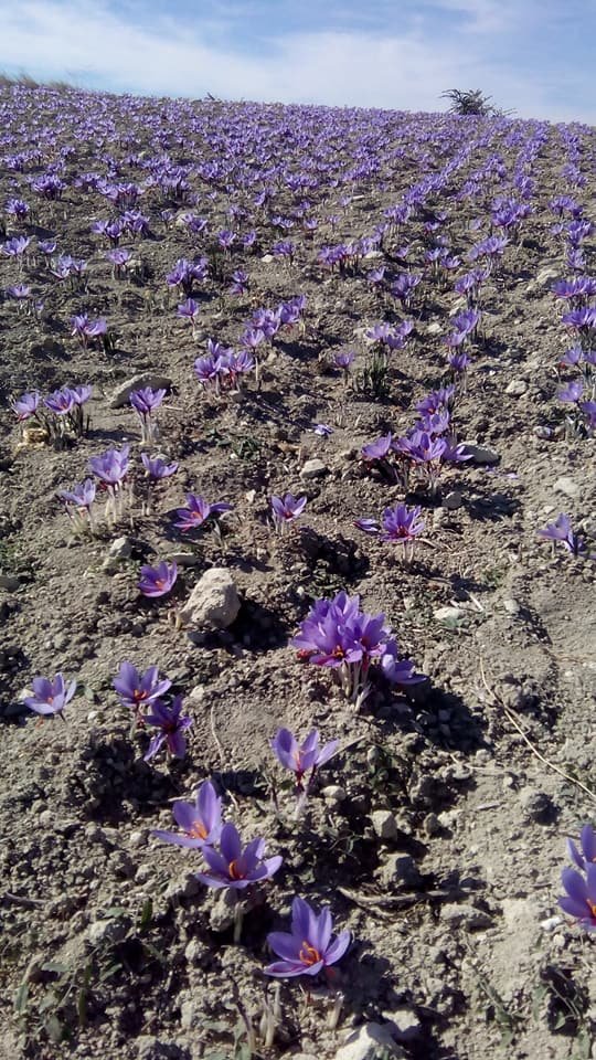Ξεκίνησε η συγκομιδή του κρόκου-Τα πρώτα λουλούδια στα χωράφια [εικόνες] | iefimerida.gr 1