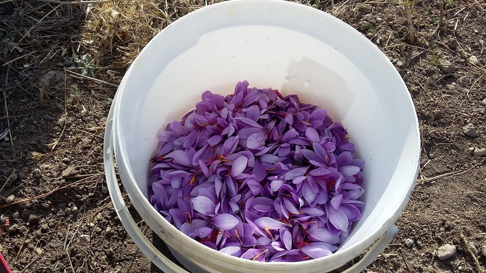 Ξεκίνησε η συγκομιδή του κρόκου-Τα πρώτα λουλούδια στα χωράφια [εικόνες] | iefimerida.gr 2