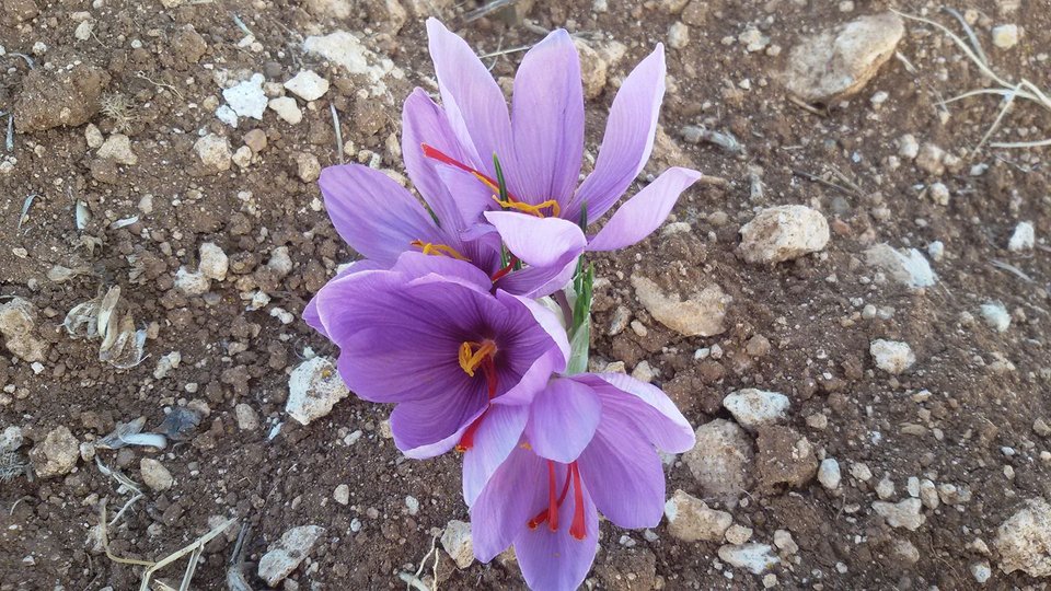 Ξεκίνησε η συγκομιδή του κρόκου-Τα πρώτα λουλούδια στα χωράφια [εικόνες] | iefimerida.gr 3