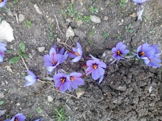 Ξεκίνησε η συγκομιδή του κρόκου-Τα πρώτα λουλούδια στα χωράφια [εικόνες] | iefimerida.gr 4