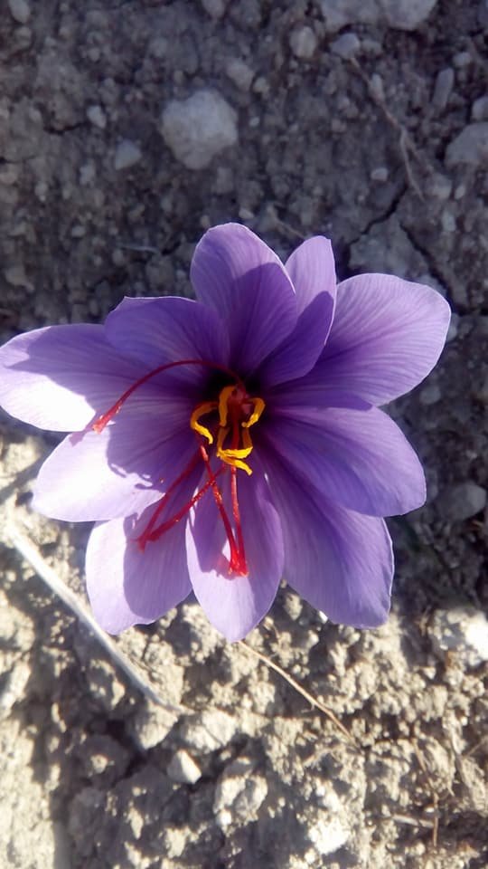 Ξεκίνησε η συγκομιδή του κρόκου-Τα πρώτα λουλούδια στα χωράφια [εικόνες] | iefimerida.gr 5