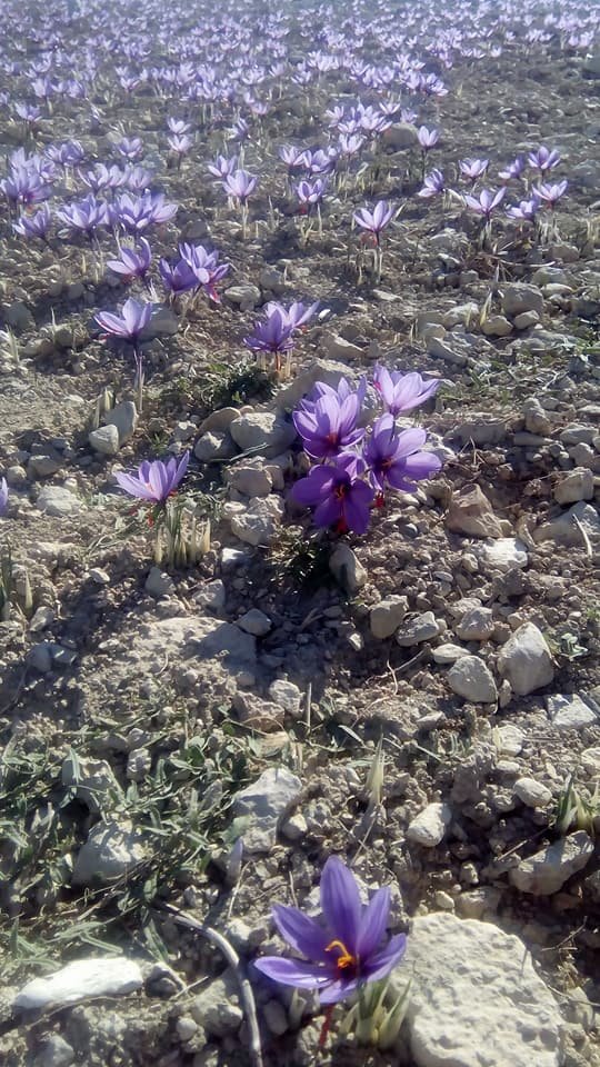 Ξεκίνησε η συγκομιδή του κρόκου-Τα πρώτα λουλούδια στα χωράφια [εικόνες] | iefimerida.gr 6