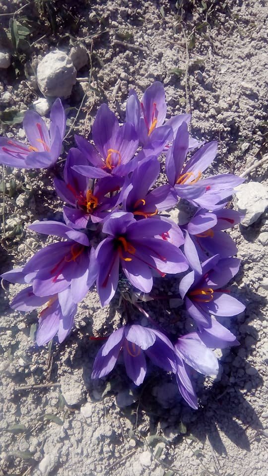 Ξεκίνησε η συγκομιδή του κρόκου-Τα πρώτα λουλούδια στα χωράφια [εικόνες] | iefimerida.gr 7