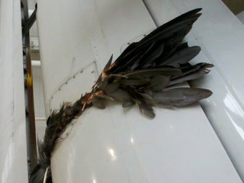 Ιδού τι συμβαίνει όταν δύσμοιρο πτηνό συγκρούεται μετωπικά με αεροπλάνο που επιταχύνει σε διάδρομο απογείωσης [εικόνα]  | iefimerida.gr 0