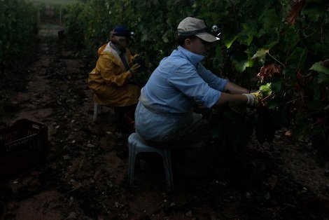 Ελληνικό κρασί: Το διαμάντι της κουλτούρας μας βάζει πλώρη για τις διεθνείς αγορές -Από το αμπέλι ως το ποτήρι [εικόνες] | iefimerida.gr 0