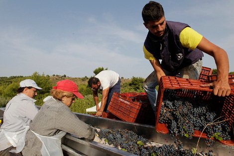 Ελληνικό κρασί: Το διαμάντι της κουλτούρας μας βάζει πλώρη για τις διεθνείς αγορές -Από το αμπέλι ως το ποτήρι [εικόνες] | iefimerida.gr 9