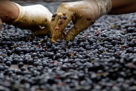 Ελληνικό κρασί: Το διαμάντι της κουλτούρας μας βάζει πλώρη για τις διεθνείς αγορές -Από το αμπέλι ως το ποτήρι [εικόνες] | iefimerida.gr 10