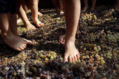 Ελληνικό κρασί: Το διαμάντι της κουλτούρας μας βάζει πλώρη για τις διεθνείς αγορές -Από το αμπέλι ως το ποτήρι [εικόνες] | iefimerida.gr 12