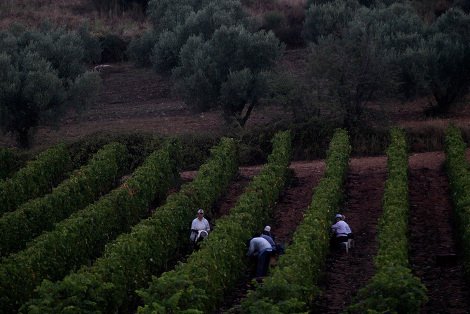Ελληνικό κρασί: Το διαμάντι της κουλτούρας μας βάζει πλώρη για τις διεθνείς αγορές -Από το αμπέλι ως το ποτήρι [εικόνες] | iefimerida.gr 2