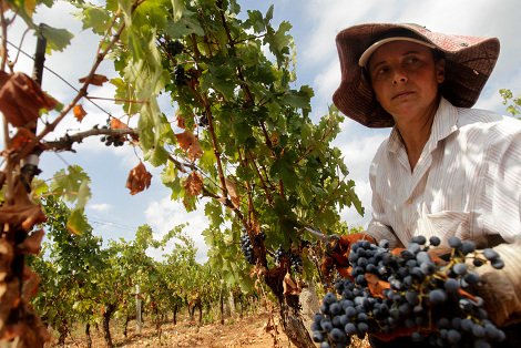 Ελληνικό κρασί: Το διαμάντι της κουλτούρας μας βάζει πλώρη για τις διεθνείς αγορές -Από το αμπέλι ως το ποτήρι [εικόνες] | iefimerida.gr 3