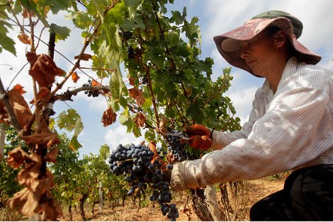 Ελληνικό κρασί: Το διαμάντι της κουλτούρας μας βάζει πλώρη για τις διεθνείς αγορές -Από το αμπέλι ως το ποτήρι [εικόνες] | iefimerida.gr 4