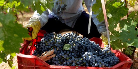 Ελληνικό κρασί: Το διαμάντι της κουλτούρας μας βάζει πλώρη για τις διεθνείς αγορές -Από το αμπέλι ως το ποτήρι [εικόνες] | iefimerida.gr 5