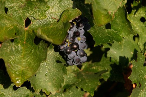 Ελληνικό κρασί: Το διαμάντι της κουλτούρας μας βάζει πλώρη για τις διεθνείς αγορές -Από το αμπέλι ως το ποτήρι [εικόνες] | iefimerida.gr 6