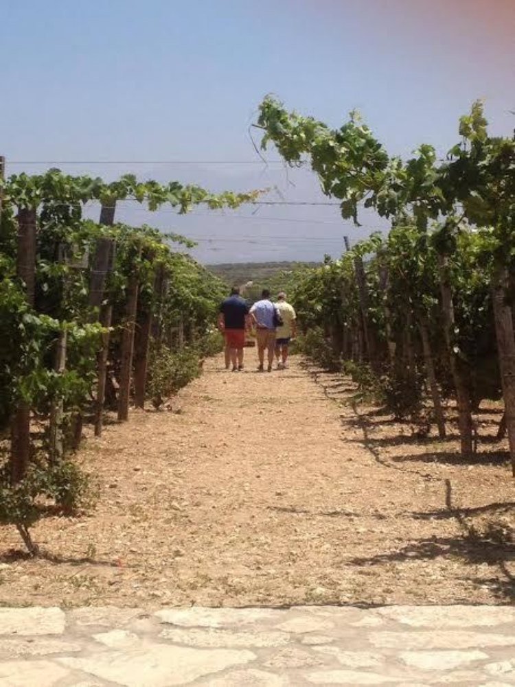 Από τις ΗΠΑ στην Ελλάδα για το κρητικό κρασί [εικόνες] | iefimerida.gr 2