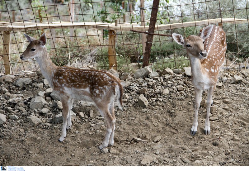  Κρηταγενής Δίας: Ολη η ιστορία της Κρήτης στο μεγαλύτερο θεματικό πάρκο [εικόνες] | iefimerida.gr 2