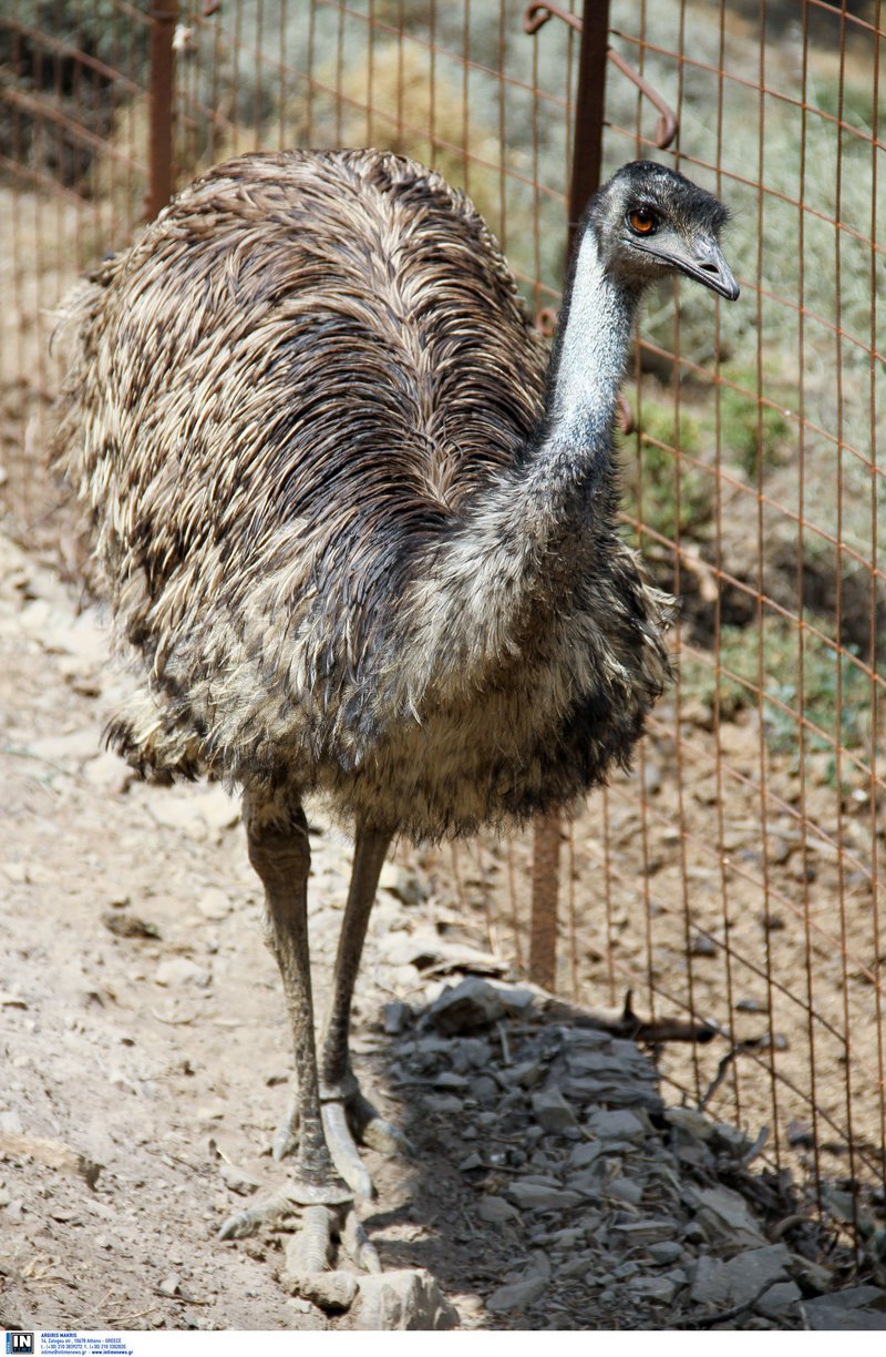  Κρηταγενής Δίας: Ολη η ιστορία της Κρήτης στο μεγαλύτερο θεματικό πάρκο [εικόνες] | iefimerida.gr 7