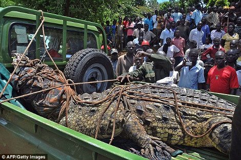 Συνελήφθη κροκόδειλος ως ύποπτος για έξι ανθρωποκτονίες –Είχε τραμπουκίσει ολόκληρο χωριό  [εικόνες] | iefimerida.gr 0