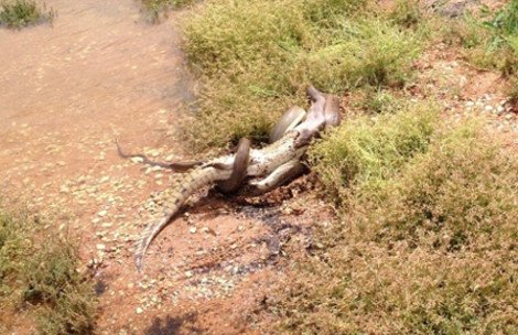 Συγκλονιστικές εικόνες: Πύθωνας παλεύει με κροκόδειλο, τον σκοτώνει και τον καταπίνει ολόκληρο [εικόνες] | iefimerida.gr 0